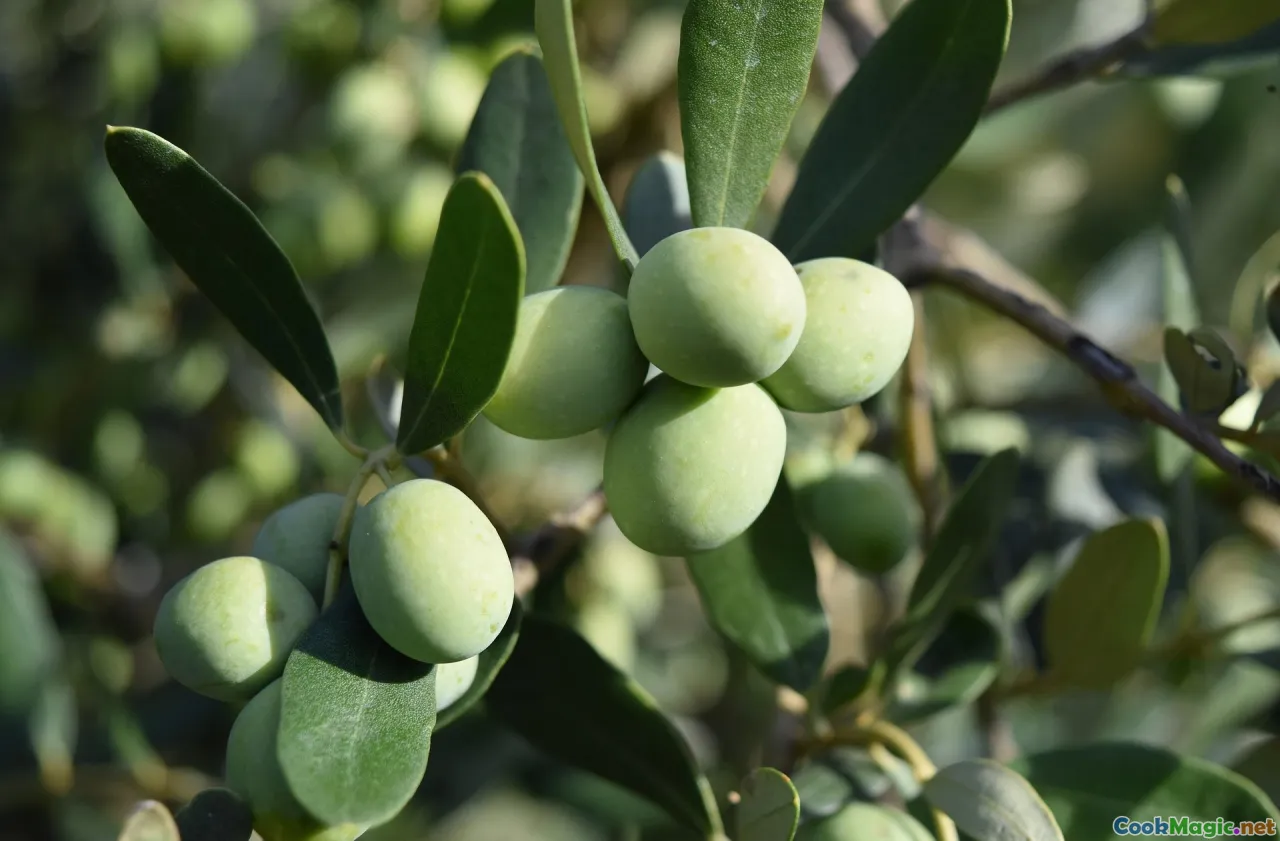 Ancient Olive Oils Heritage Groves of the Maltese Islands