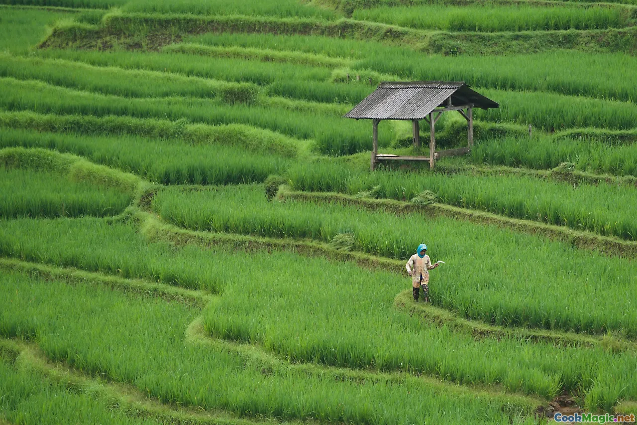 organic rice farming, modern rice fields