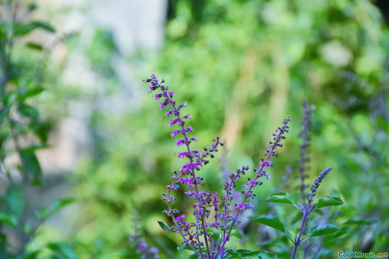 pad krapao, holy basil, wok