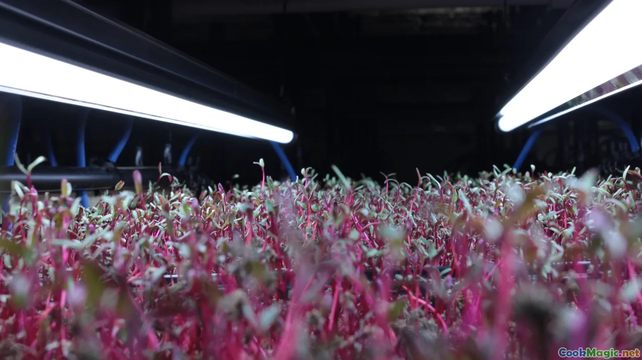 PNG sustainable spice farming, organic spices, traditional farming