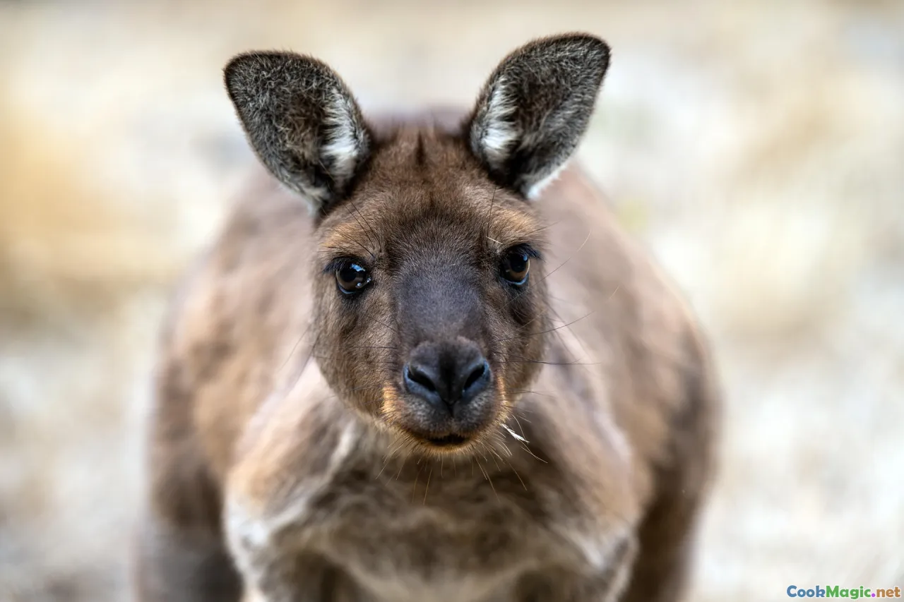 preparing kangaroo, marination, cooking process