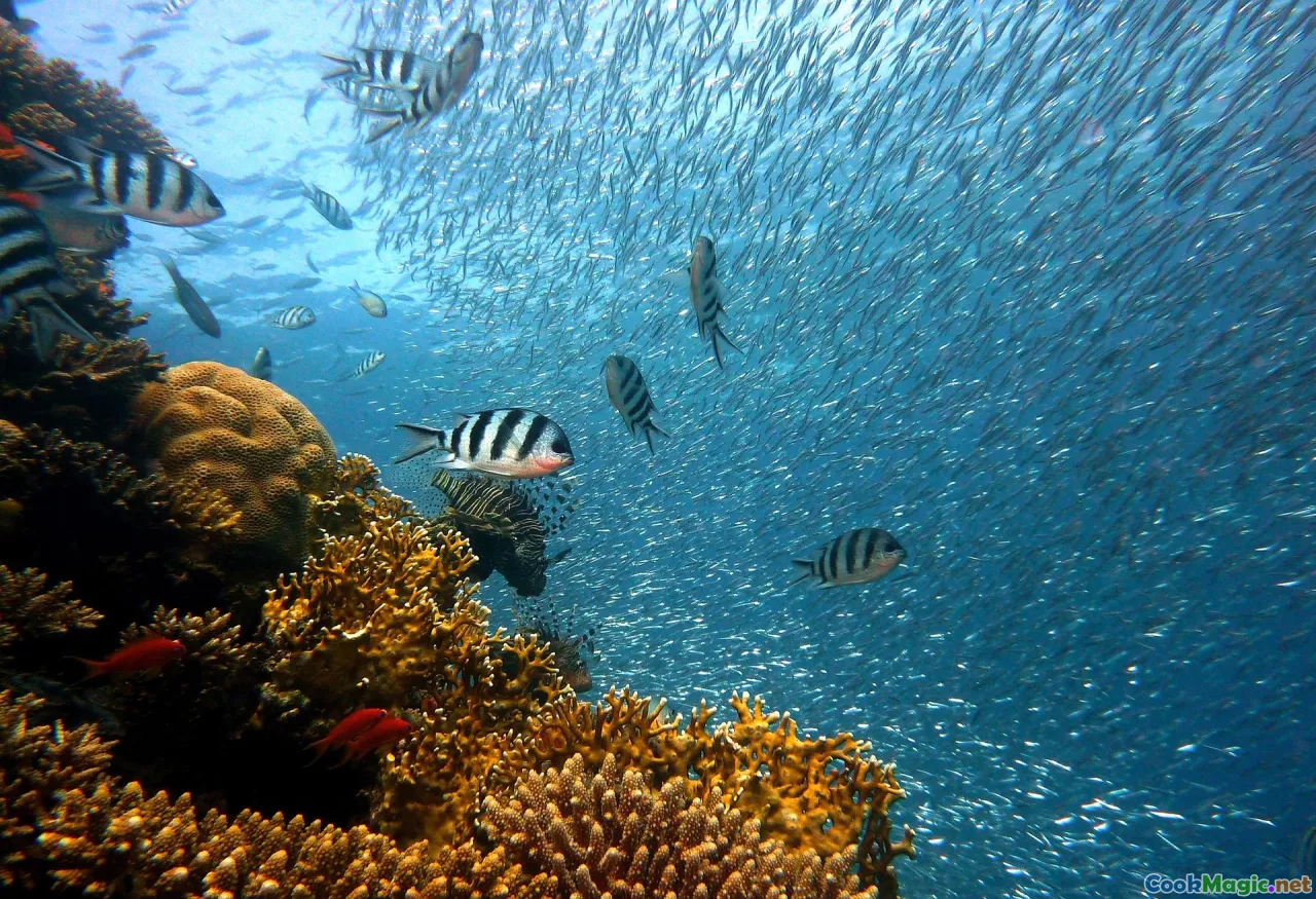 reef fish, seafood, sustainable fishing