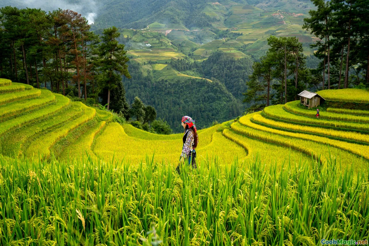 rice terraces, traditional paddy fields, Asian farmers, vibrant paddies