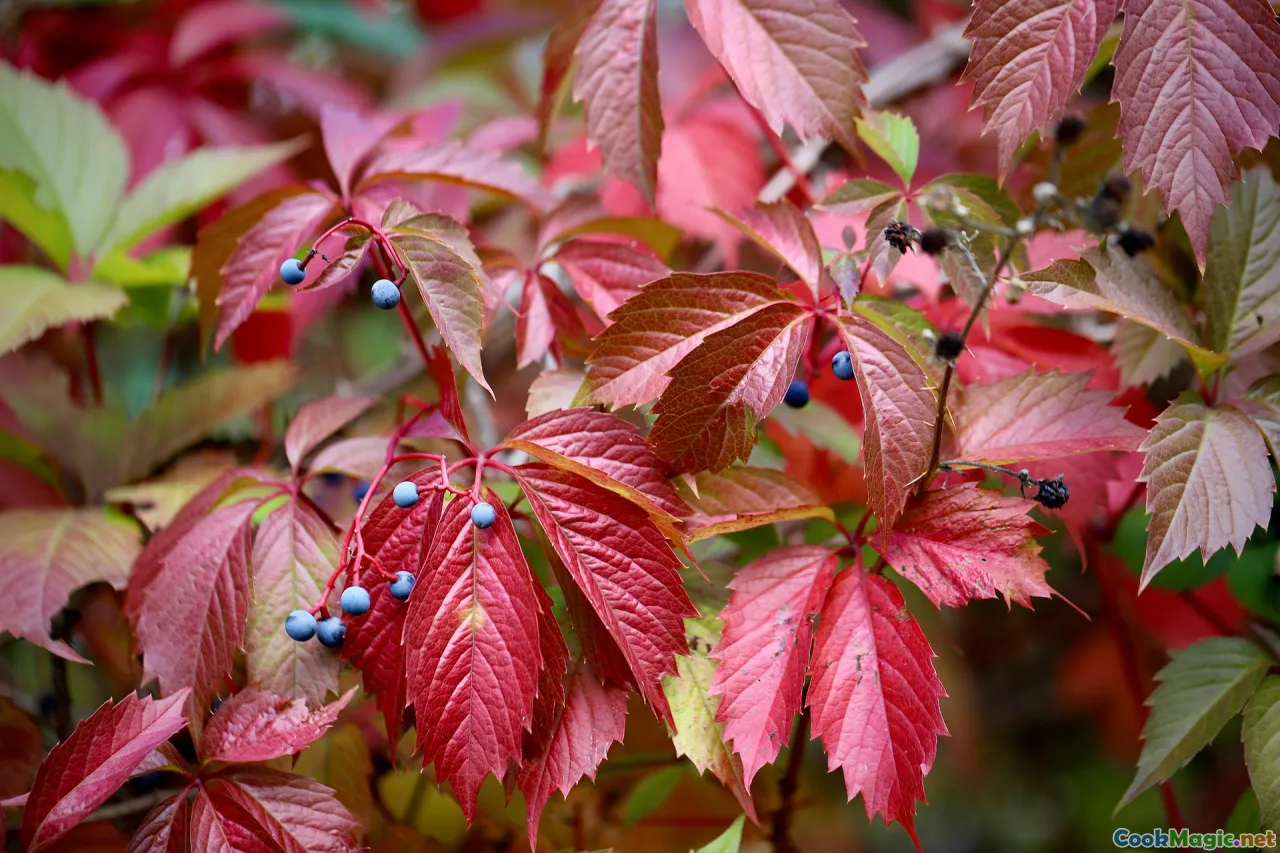 sago berries, wild seeds, foraged spices