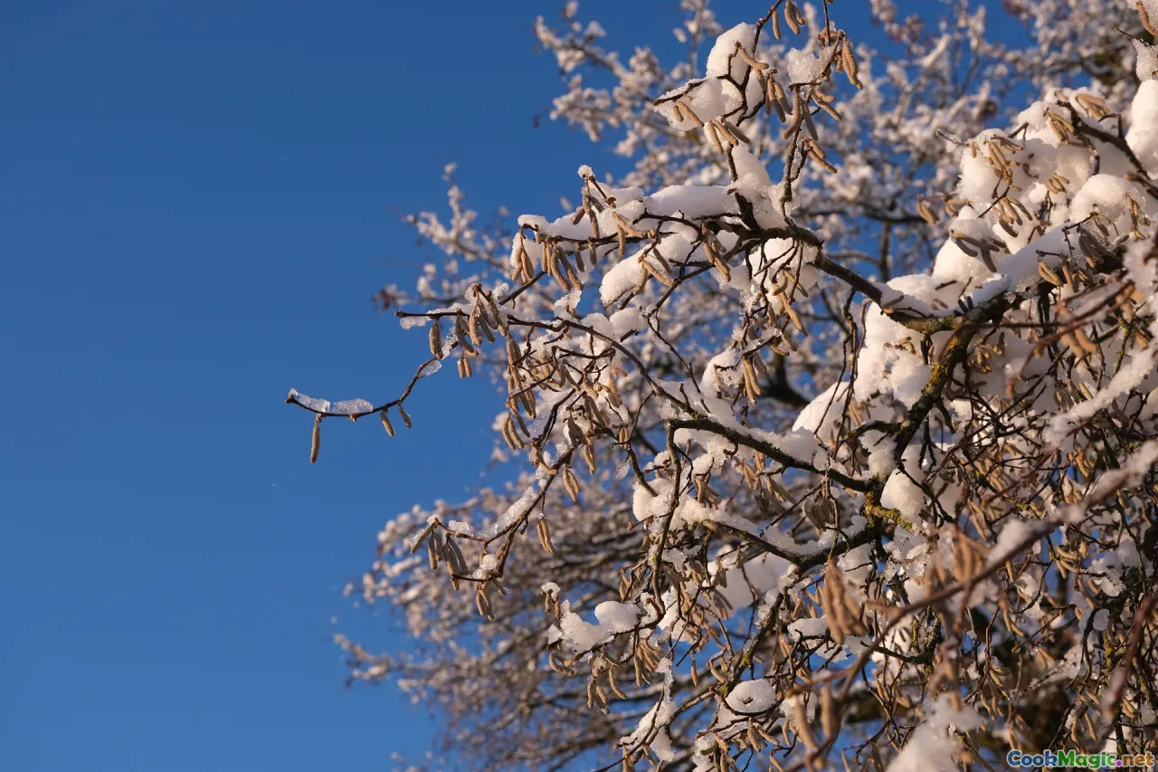 Sheki, Nakhchivan, hazelnuts, almonds
