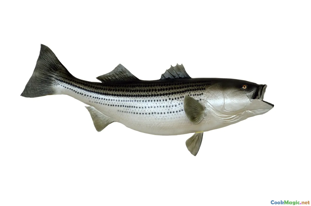 striped bass, sustainable fishing, seafood ecosystem