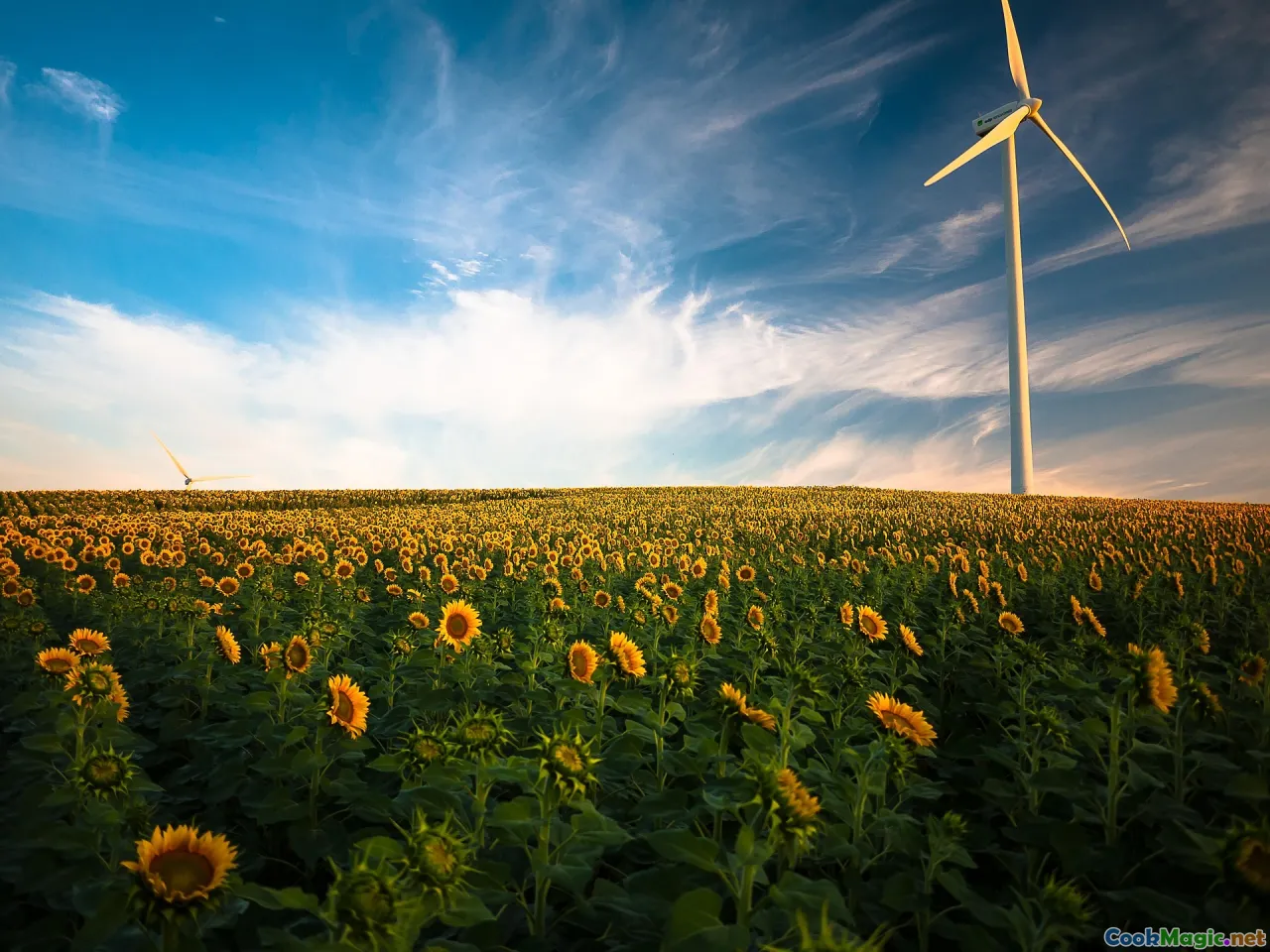 sunflower fields, Belarusian village, traditional farm
