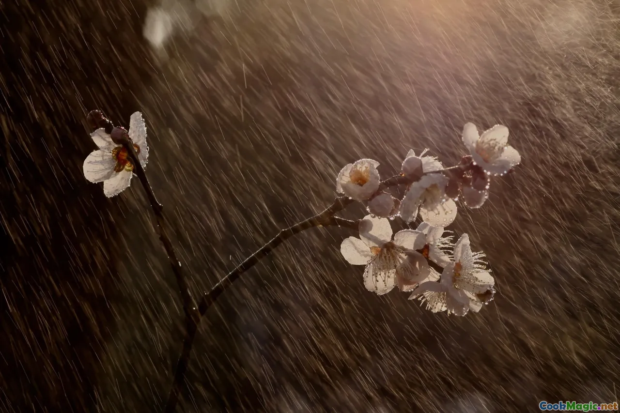 O Papel do Molho de Ameixa Tkemali em Pratos do Dia a Dia