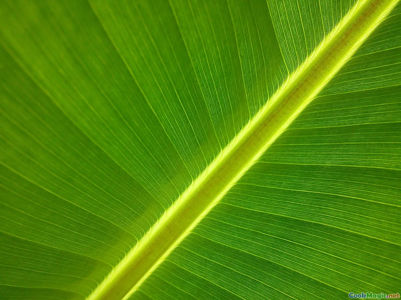 traditional Kanak feast, banana leaf cooking, indigenous vegetables