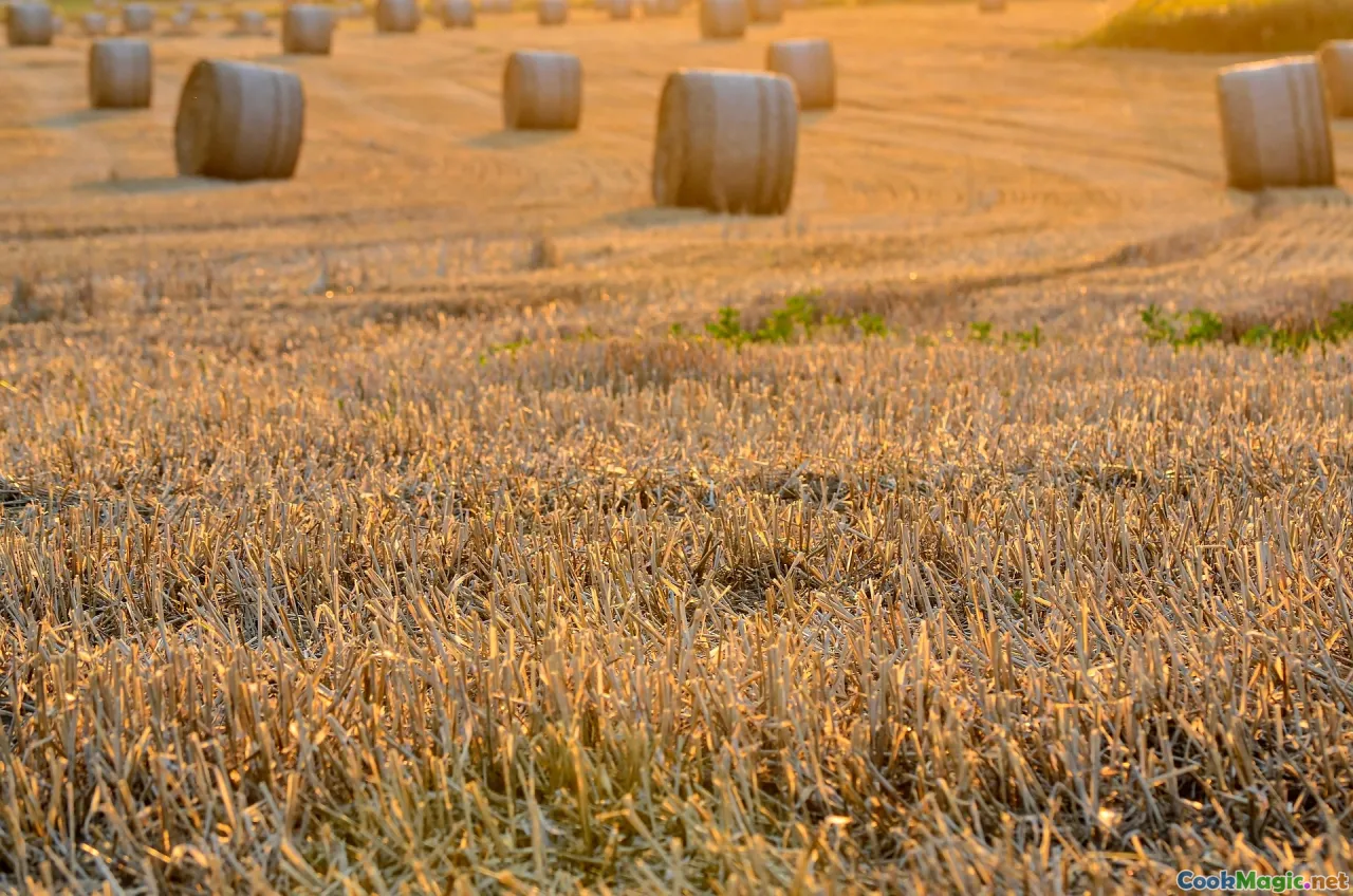 traditional Mediterranean dishes, local festivals, ancient grain harvest