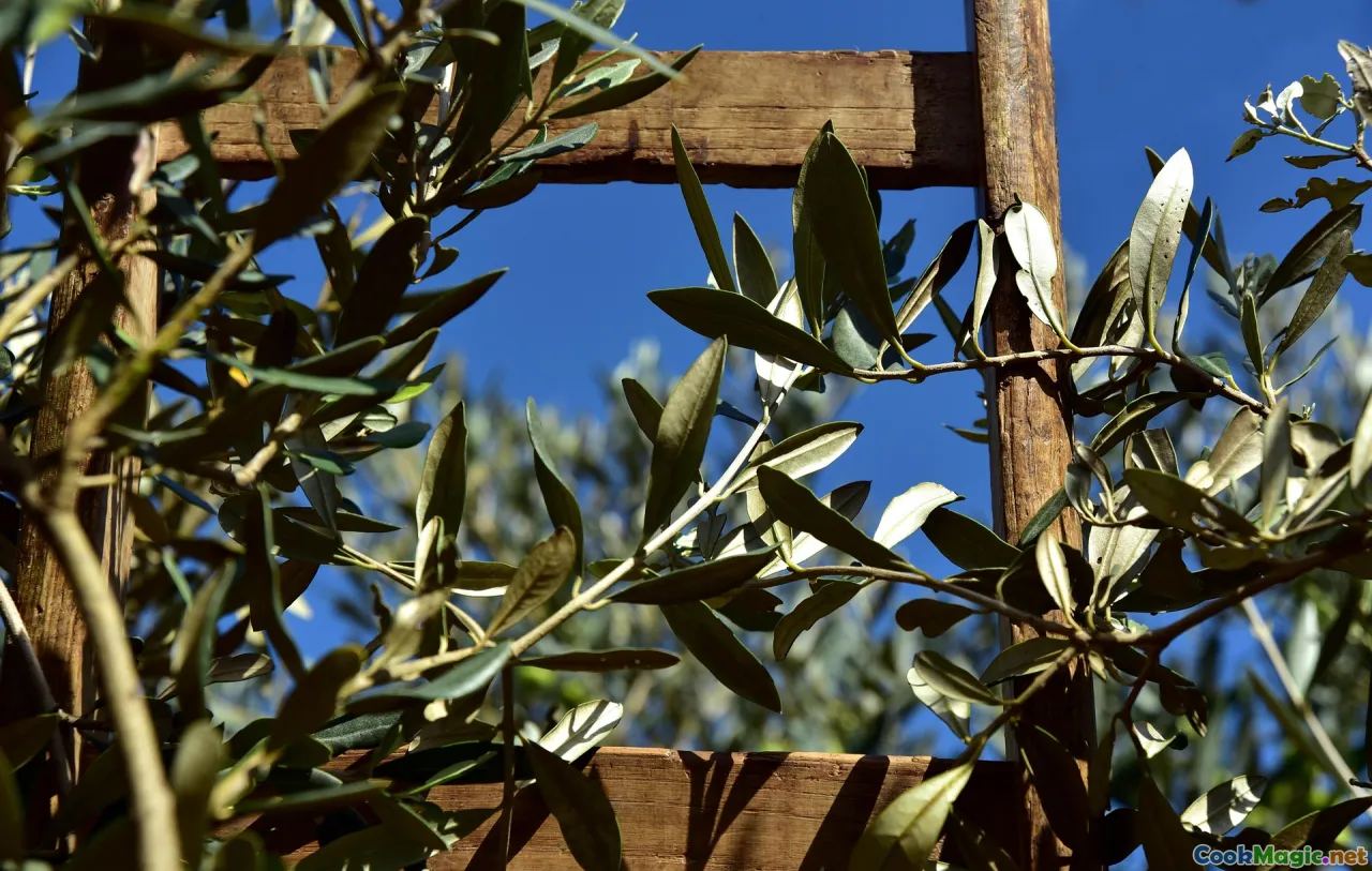 Tunisian olive trees, traditional olive press, cultural heritage