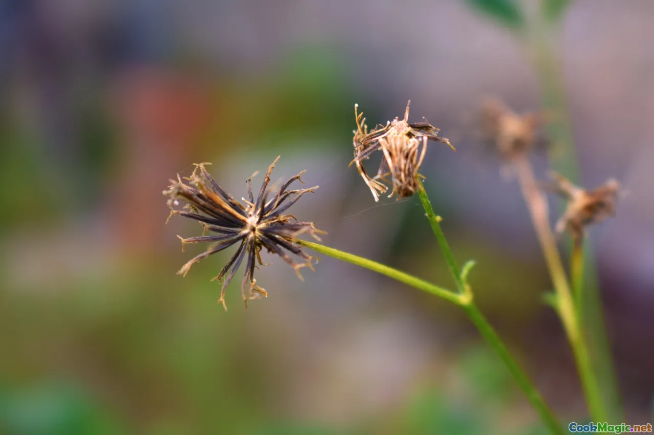 How to Prepare Authentic Vincentian Blackfish Dishes
