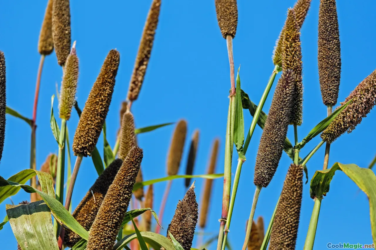 washing millet, millet soaking, millet preparation
