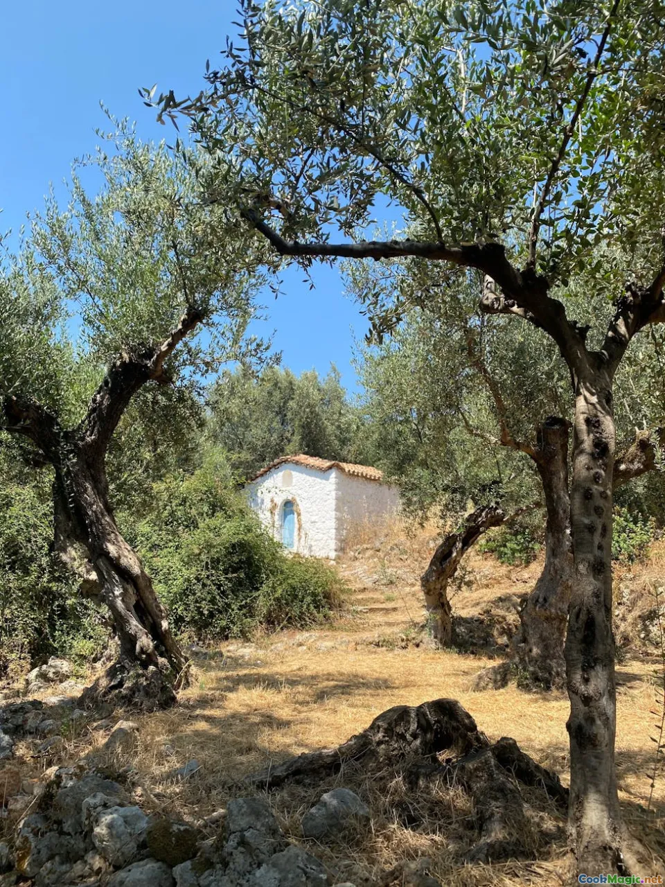 ancient olive tree, heritage grove, Maltese landscape