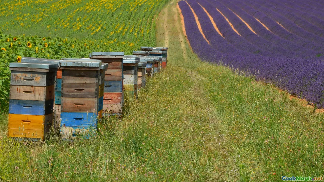 Baltic countryside, traditional farm, honeycombs, buckwheat fields