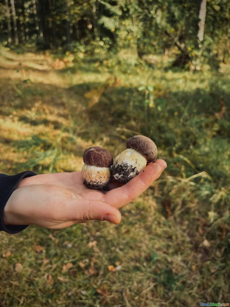 Belarus forest, mushroom foraging, tradition