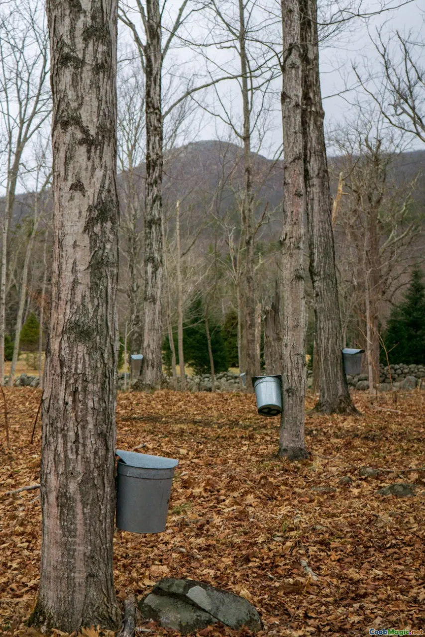 birch forest, sap collection, traditional methods