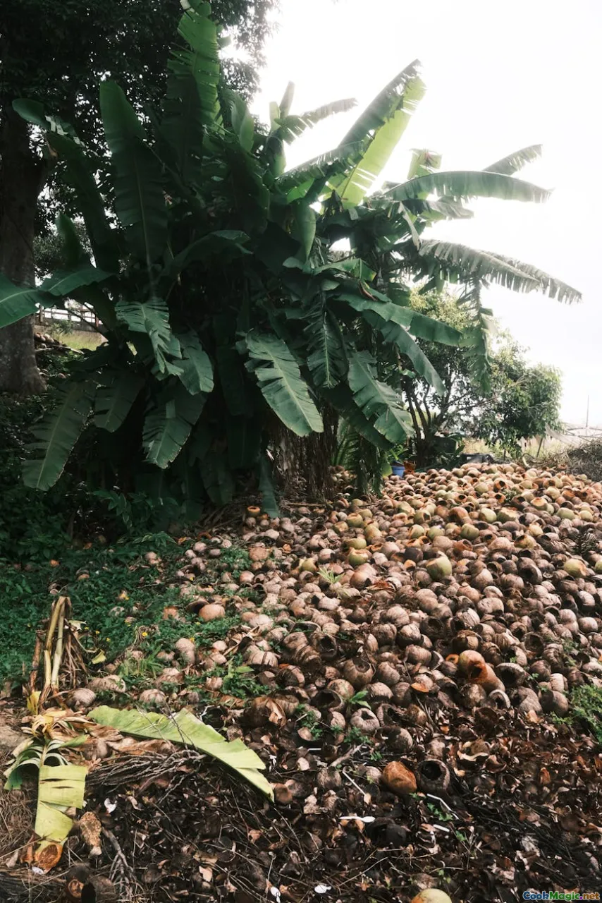 chammanthi, green mango, roasted coconut, banana leaf
