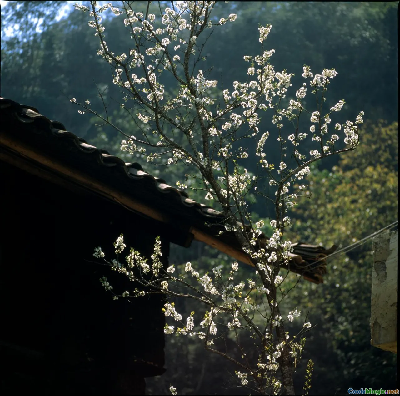 congee variations, Southeast Asia, bowls, comparison