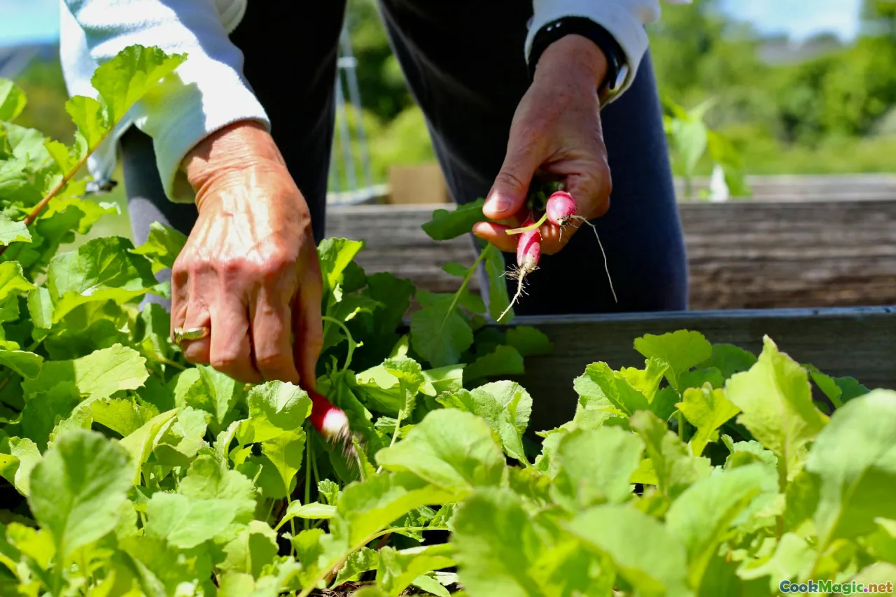 cover crops, roots, earth, rainfall