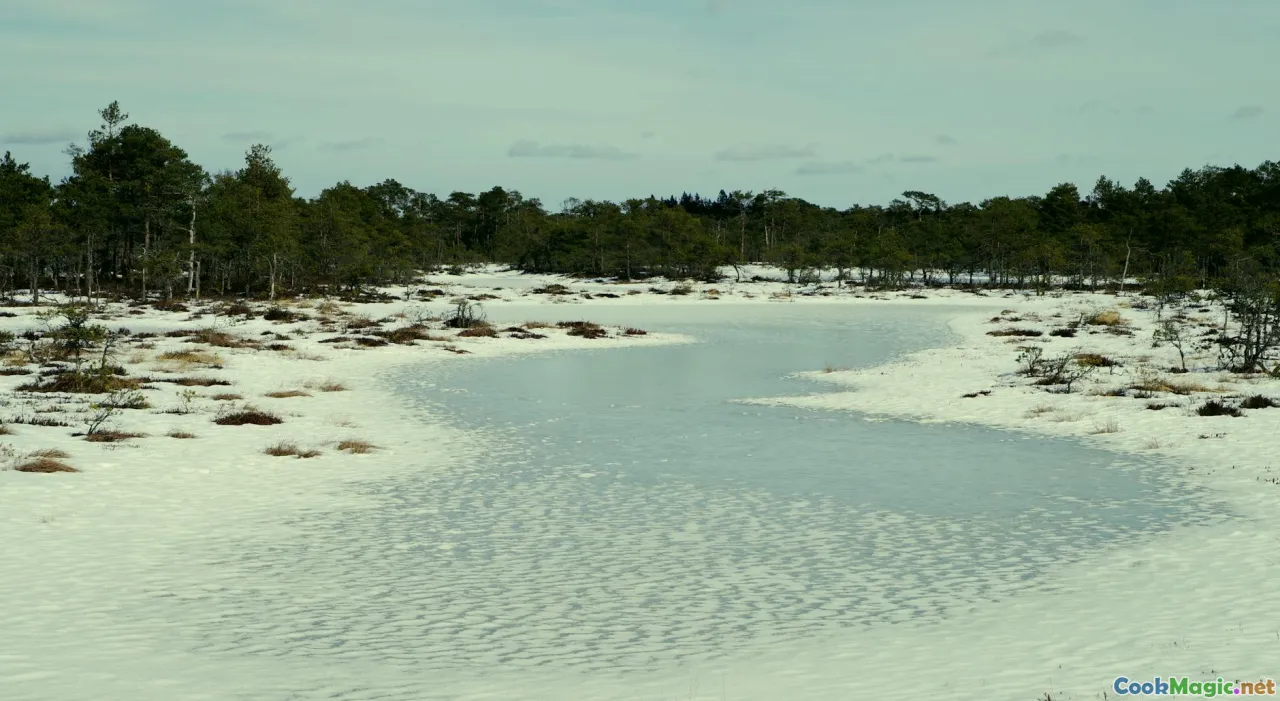 cranberries, bog landscape, Nordic forest
