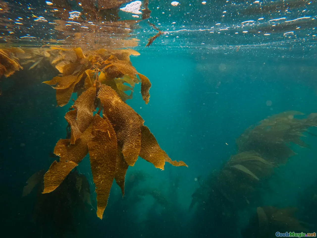 fermented fish, seafood ferment, Solomon Islands environment