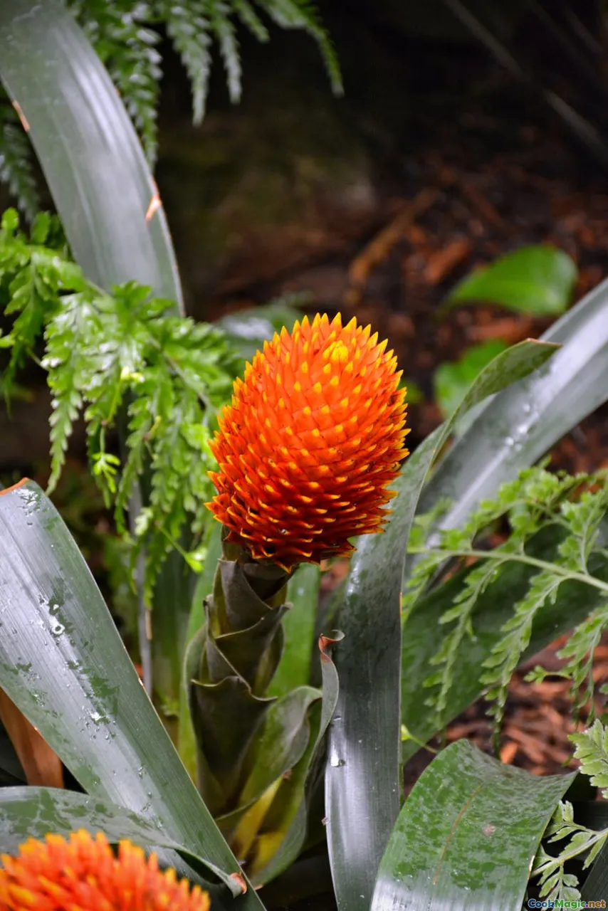 fern, plant, root, indigenous plant