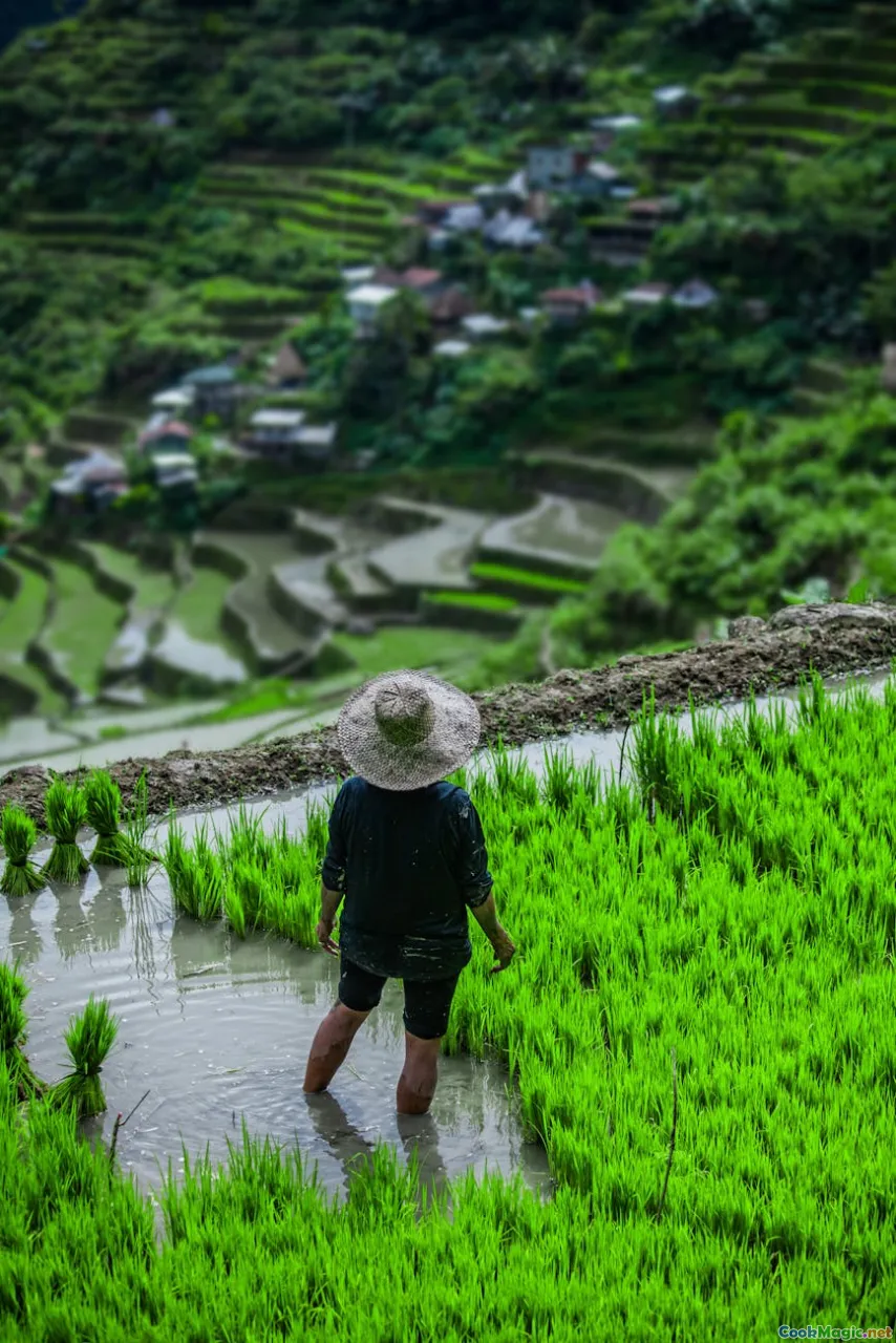 Filipino rice terraces, traditional farming, Luzon landscapes
