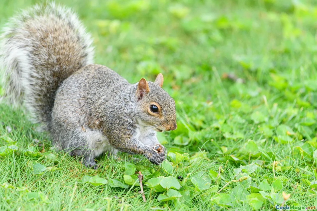 foraging, wild greens, Māori harvesting