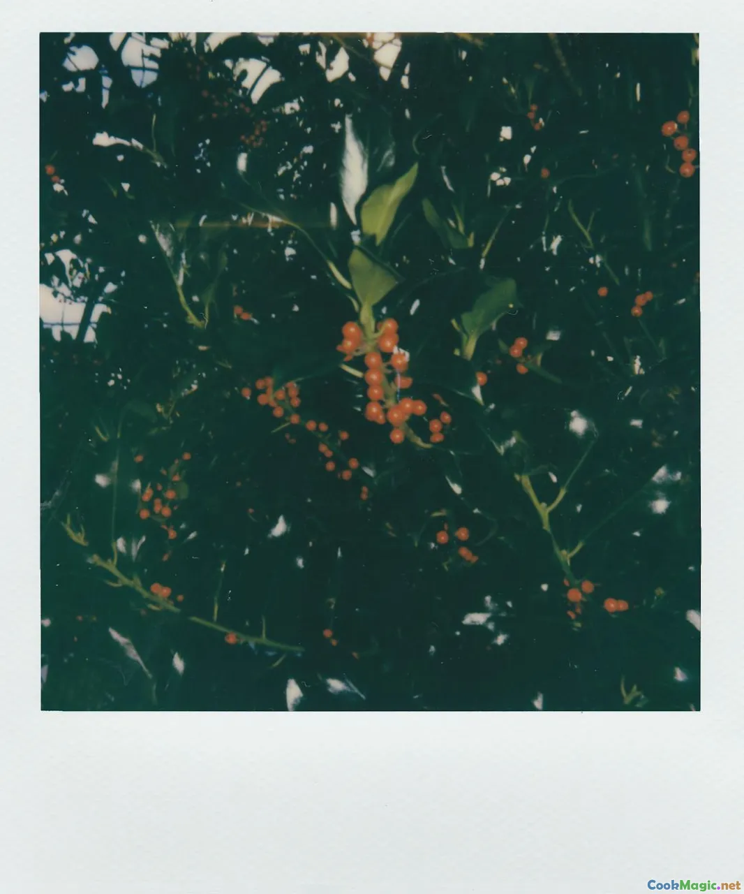 forest berries, raspberry bush, currant bushes, blueberry patch