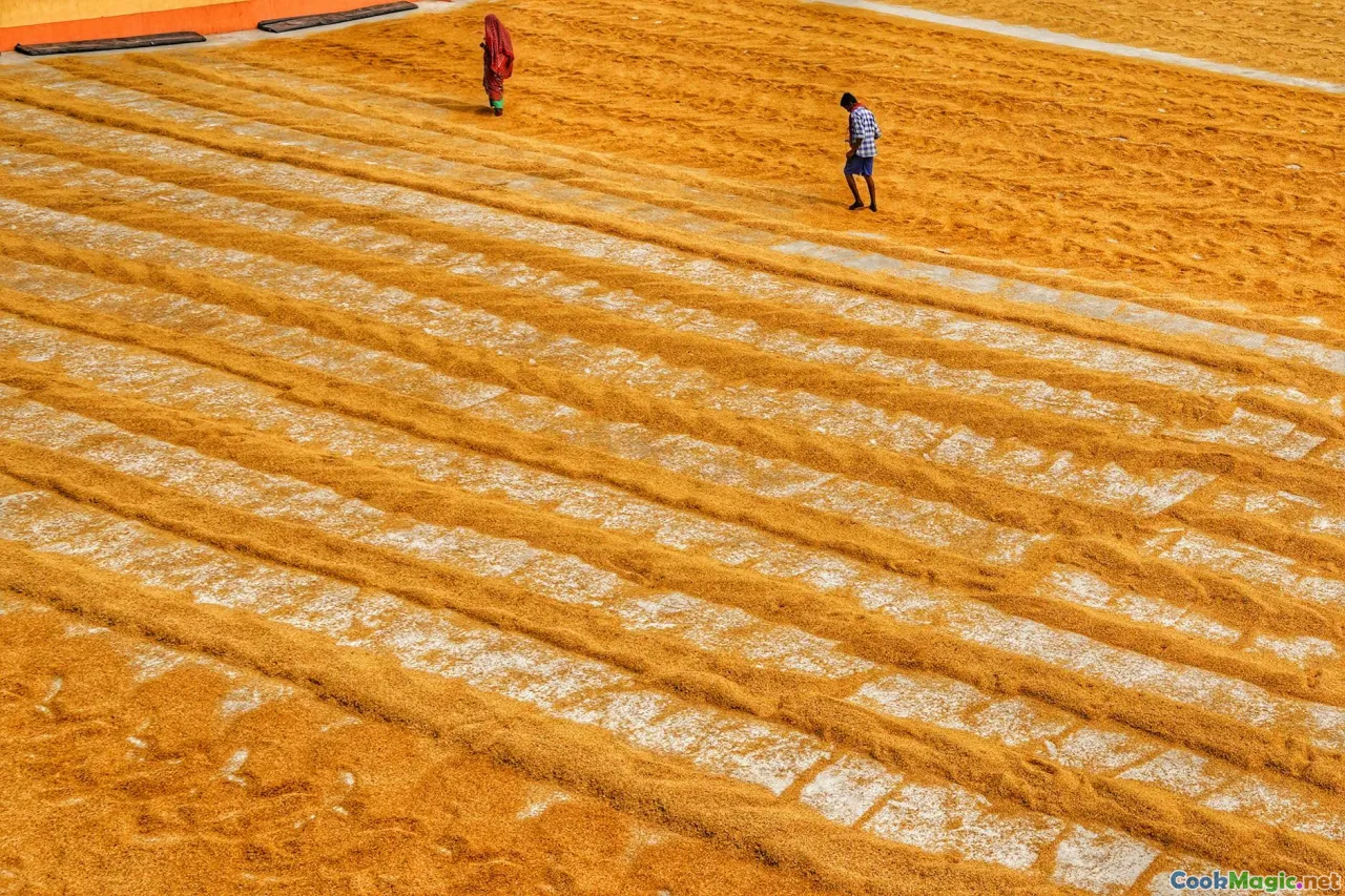 grain fields, harvest, heritage grains