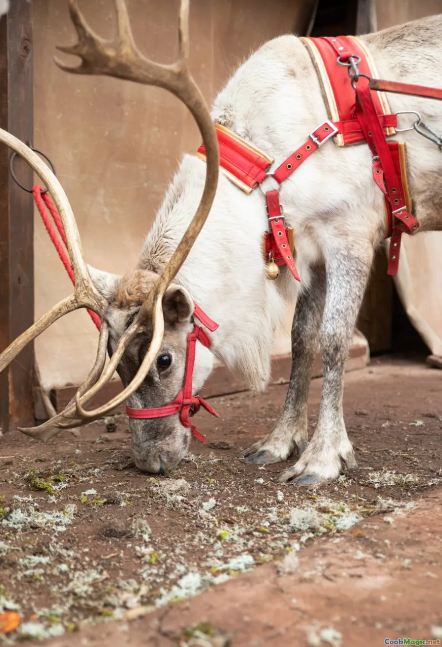 Patagonian Flavors Wild Game in Argentine Cuisine