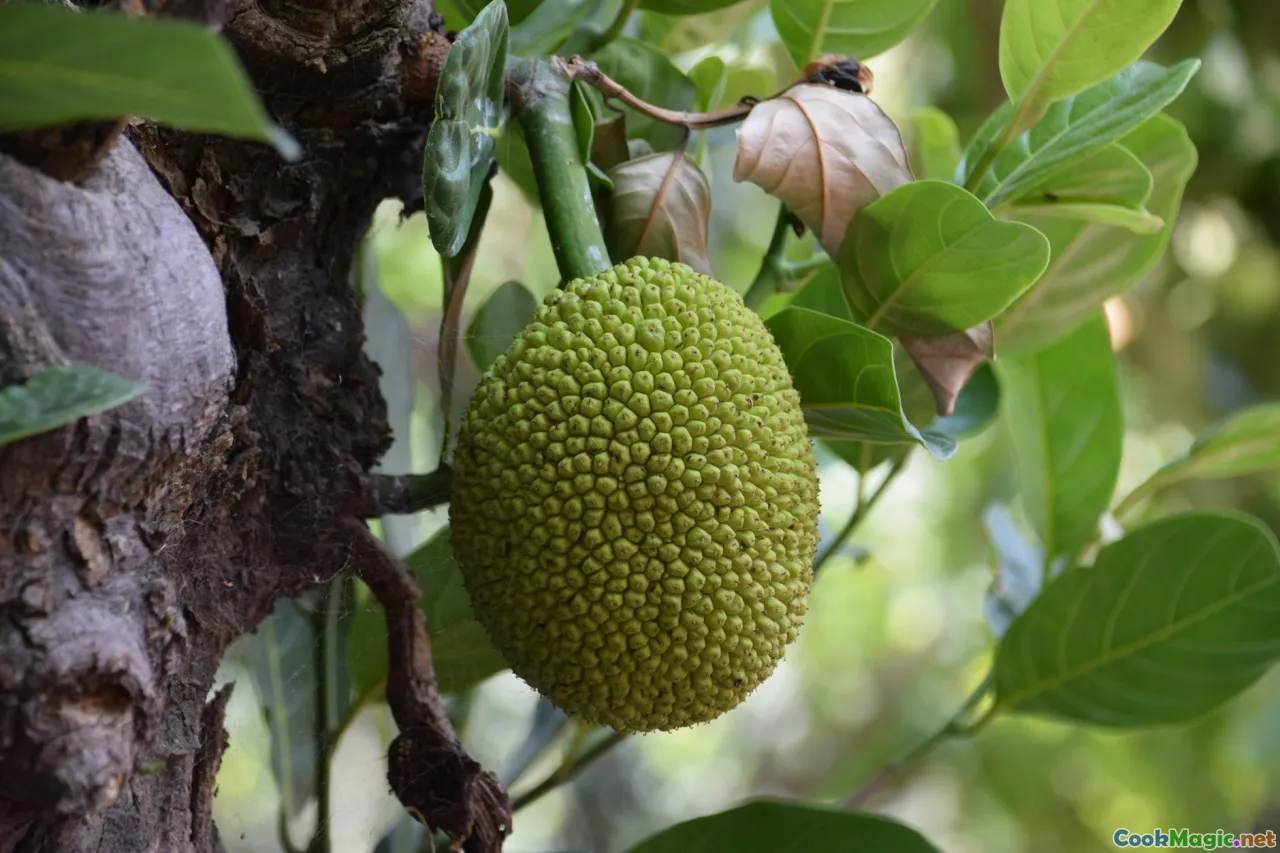 jackfruit stages, unripe fruit, ripe bulbs, seeds