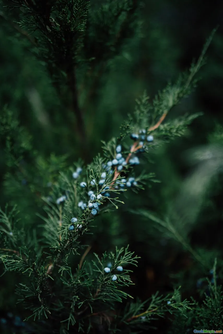 juniper berries, forest, smoke, estonian beer