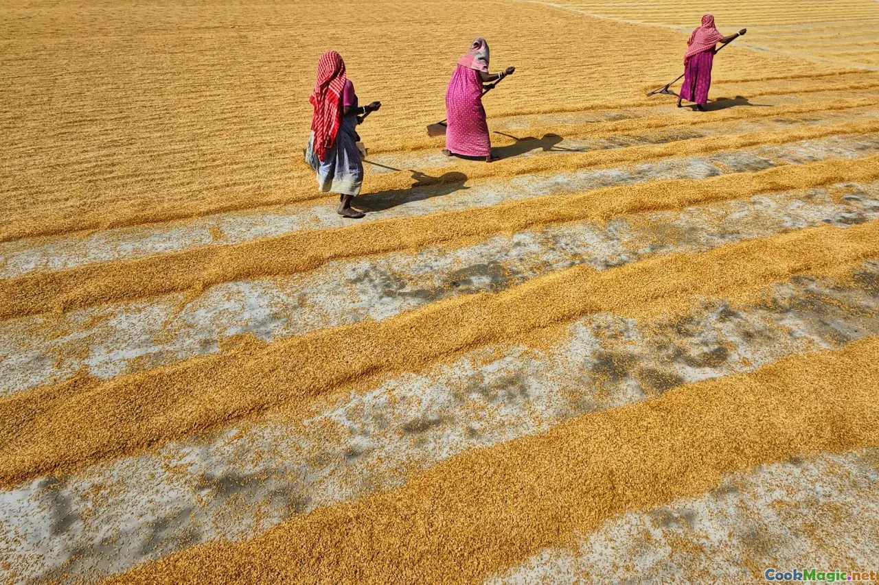 Malaysian rice grains, paddy fields, rice varieties, traditional rice harvests