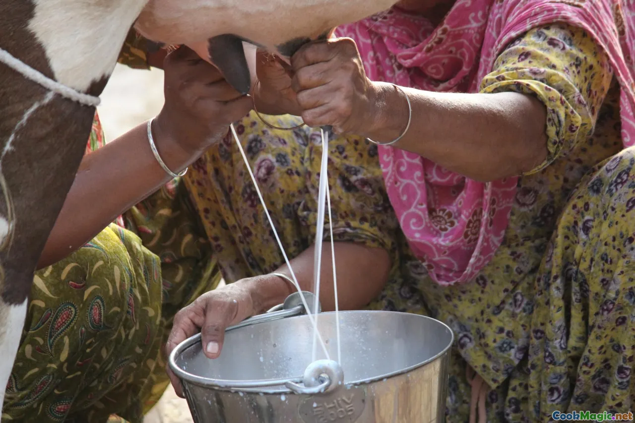 modern dairy farm, sustainable farming, dairy artisan craft