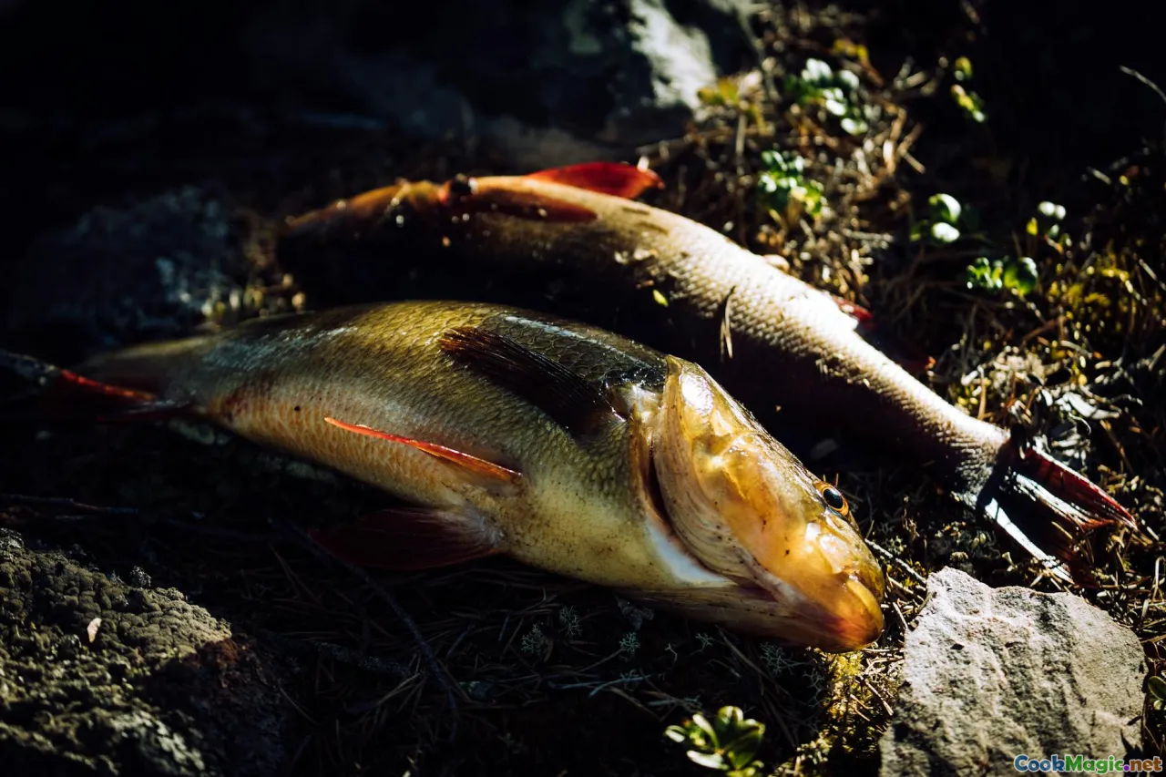 Nile perch, fresh fish, fishing expedition