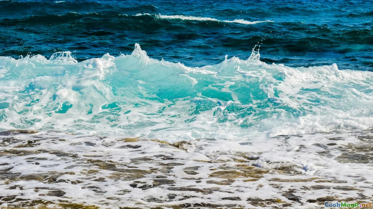 oysters, seaweed, mussels, Atlantic coast