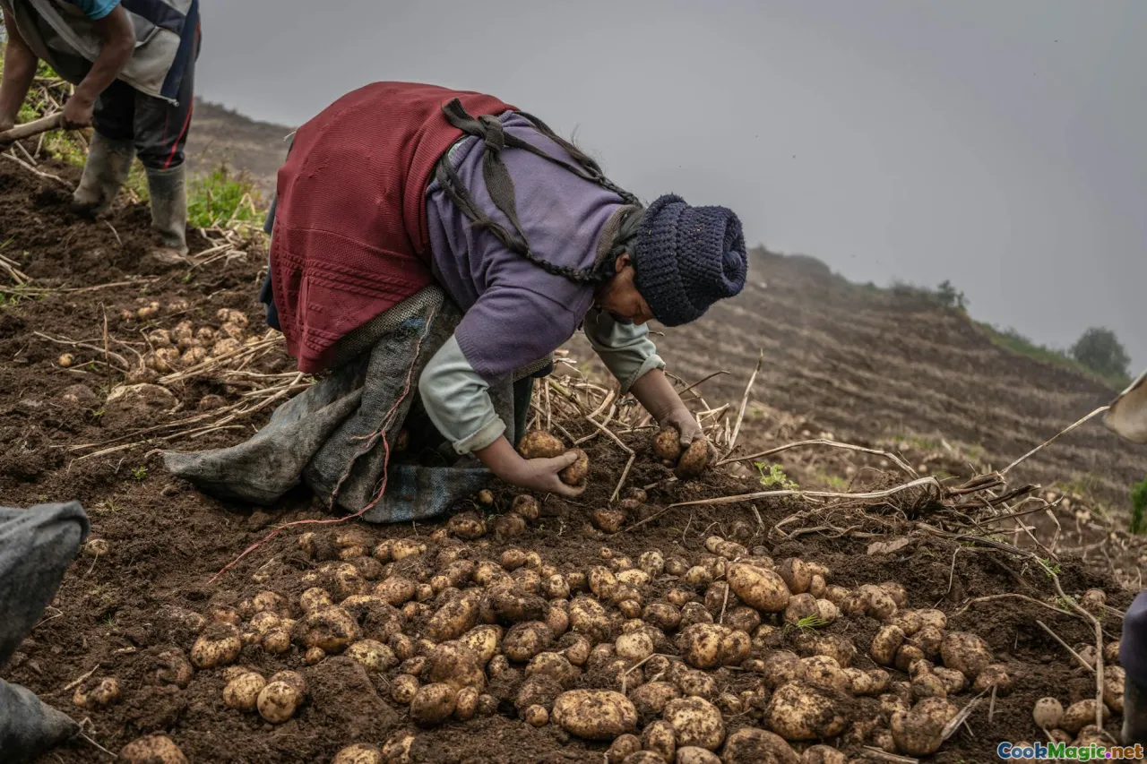 Peruvian potatoes, corn varieties, tubers, Andes landscape