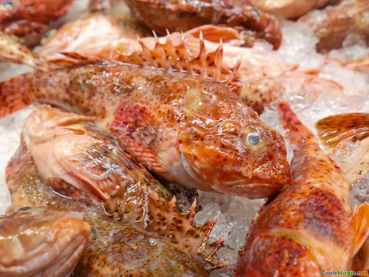 salted fish selection, fish market, quality fish, sourcing fish