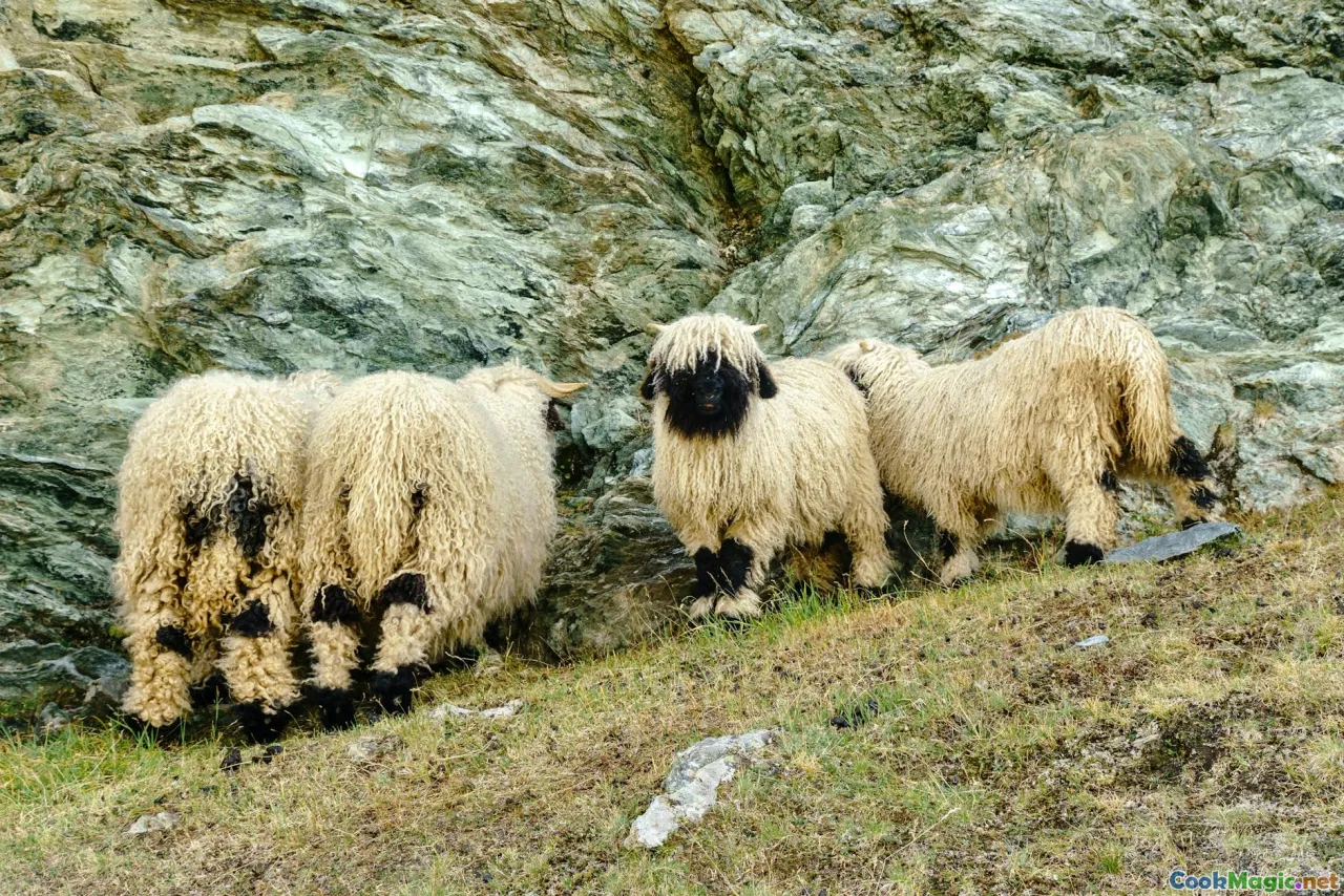 shepherd, trahana, alpine pasture, copper pot