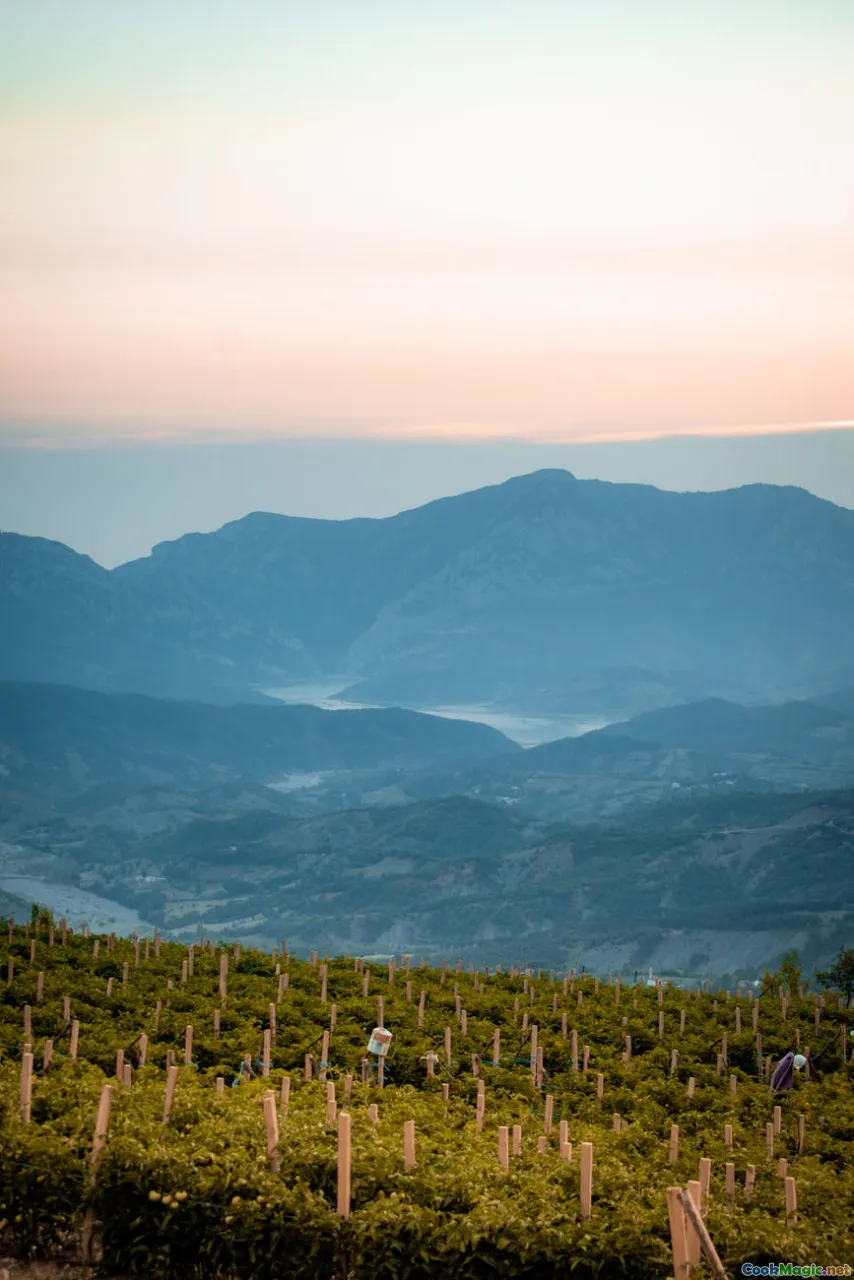 spice map, terroir, pepper vines, mountain fog