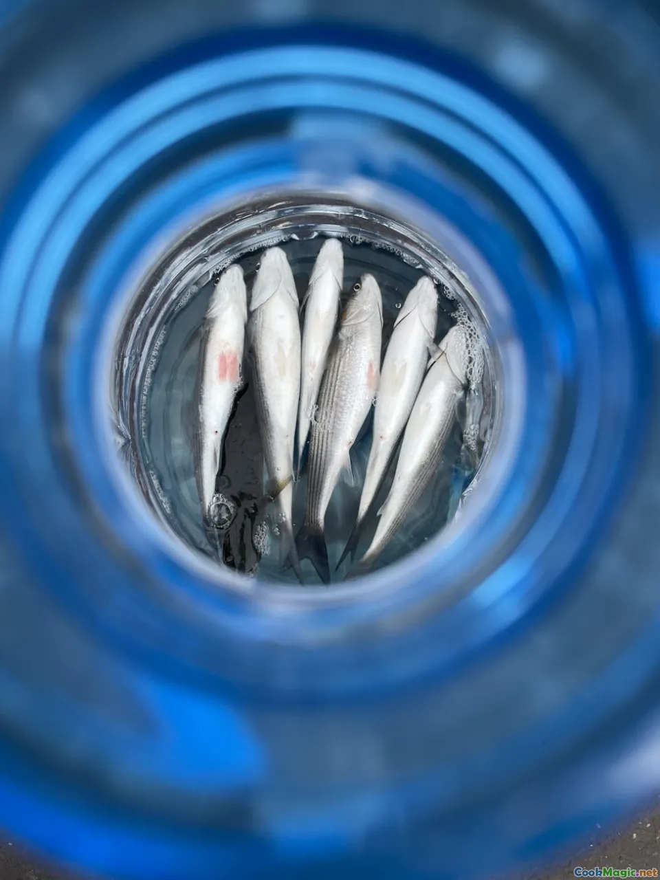 sustainable fishing, marine conservation, clean waters