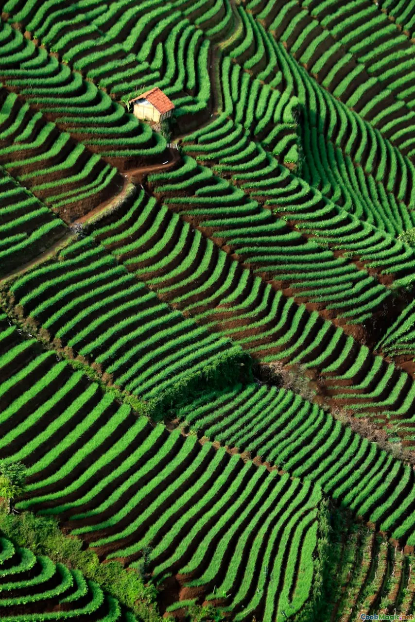 sustainable rice farming, rice terraces conservation, eco-friendly practices