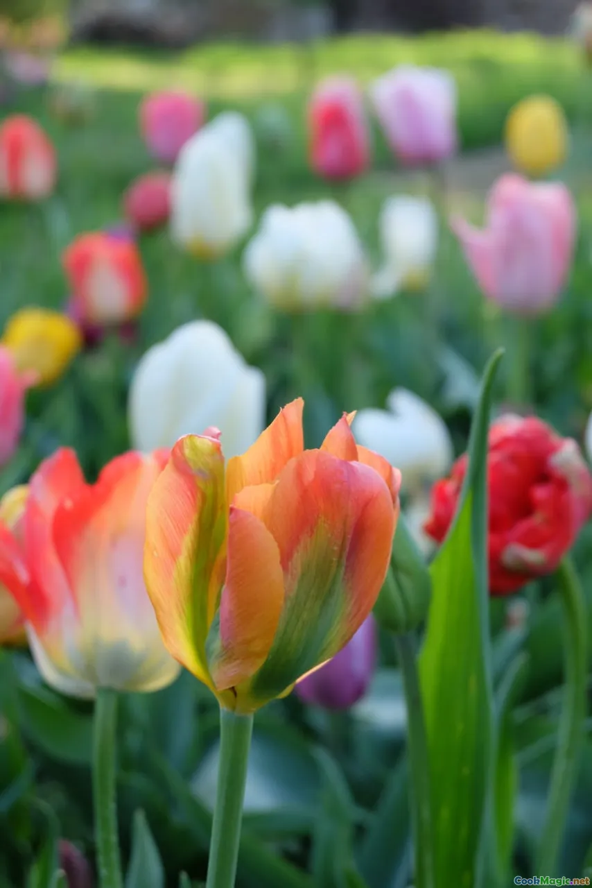 Tajik plov variations, apricots, raisins, herbs