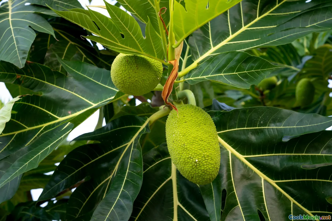 taro leaves, soursop, breadfruit, Fiji tropical fruits