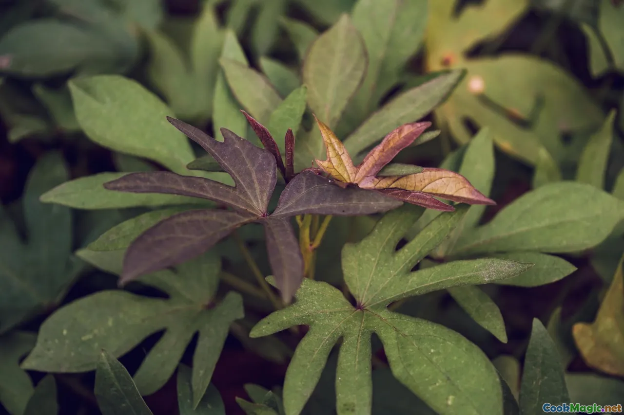 taro, sweet potatoes, root vegetables