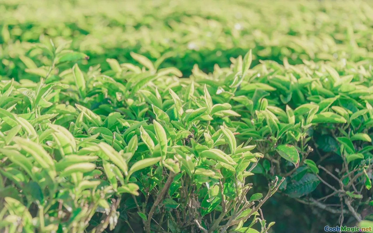 tea plantation, Shan State, fermentation, banana leaves