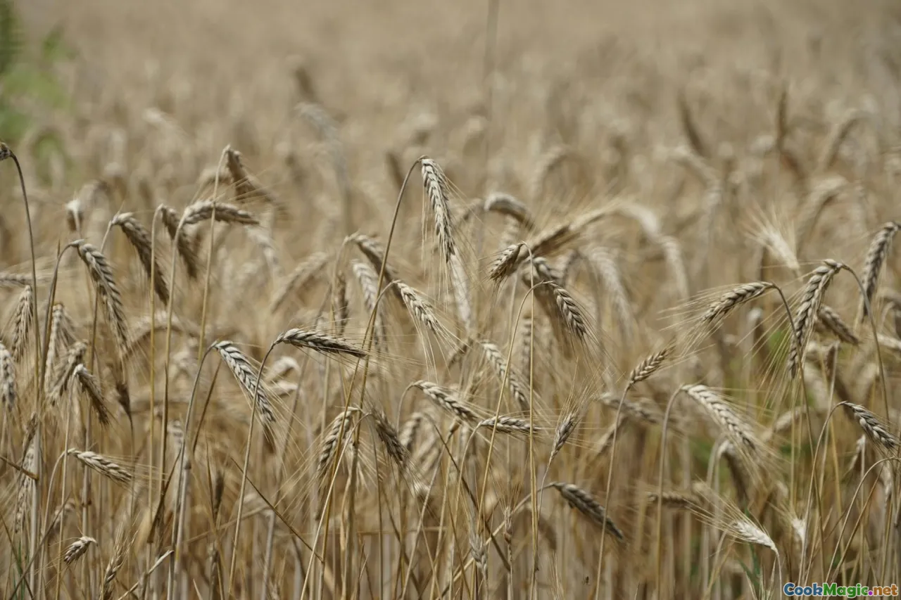 teff field, sustainability, nutrition, ancient grain