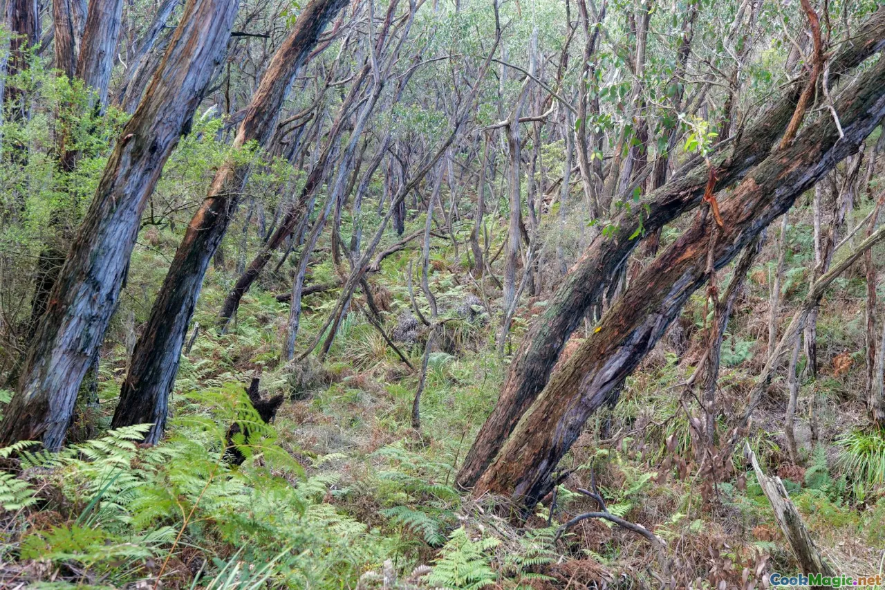 travel, experience, rotorua, te puia